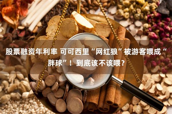 股票融资年利率 可可西里“网红狼”被游客喂成“胖球”！到底该不该喂？